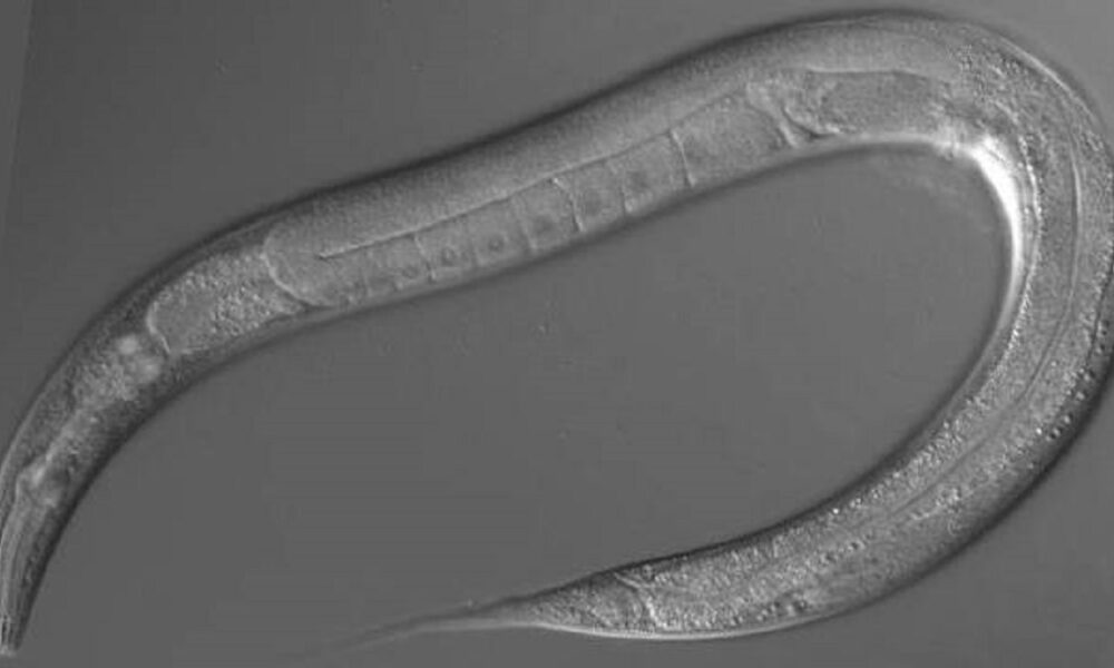 Reviven gusano que pasó 46 mil años congelado