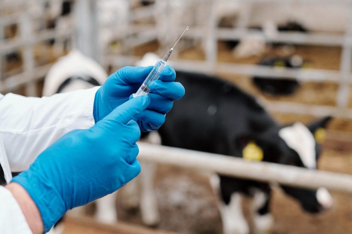 El mundo animal representa riesgos para la salud humana