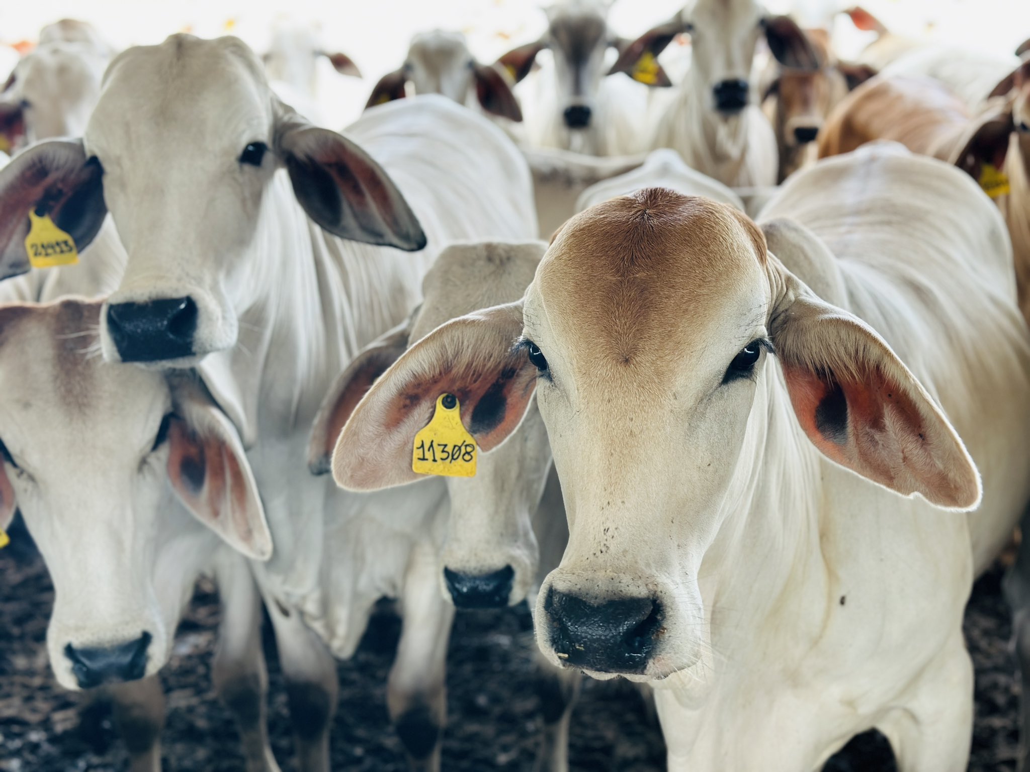 Avanza producción de ganado bovino en Barinas