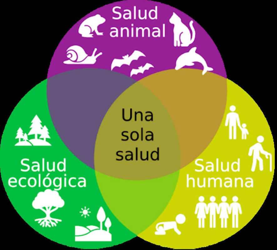 mundo animal