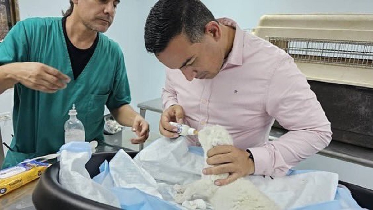 Nació tercer león blanco en zoológico de Maracay
