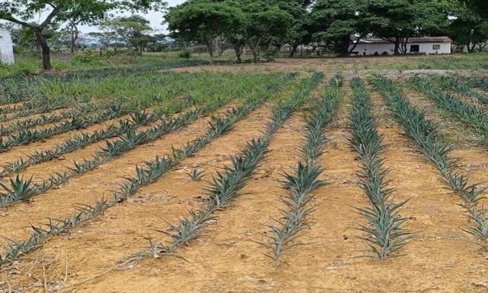 Impulsa producción agrícola de piña y sisal en Iribarren