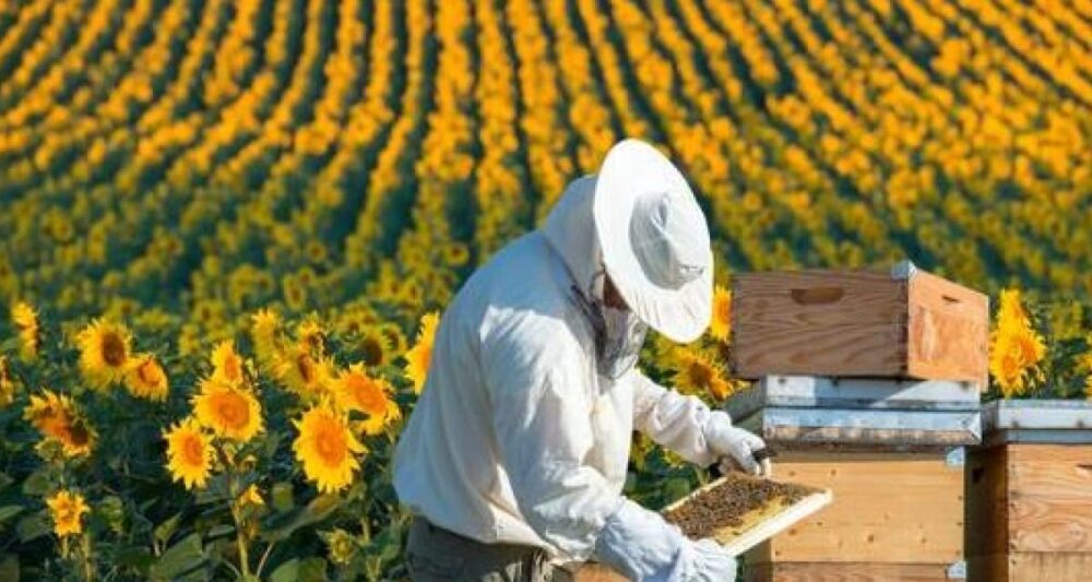 Impulsan plan comunitario de producción apícola