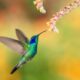 América posee más de 300 especies de colibríes