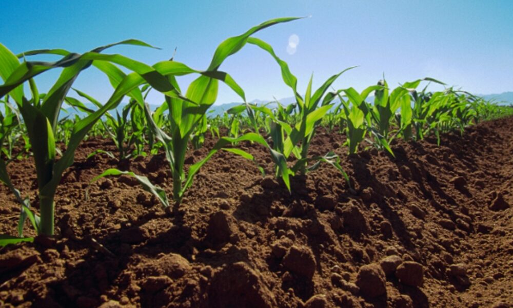Debaten sobre crisis climática y su efecto en la agricultura