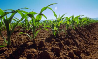 Debaten sobre crisis climática y su efecto en la agricultura