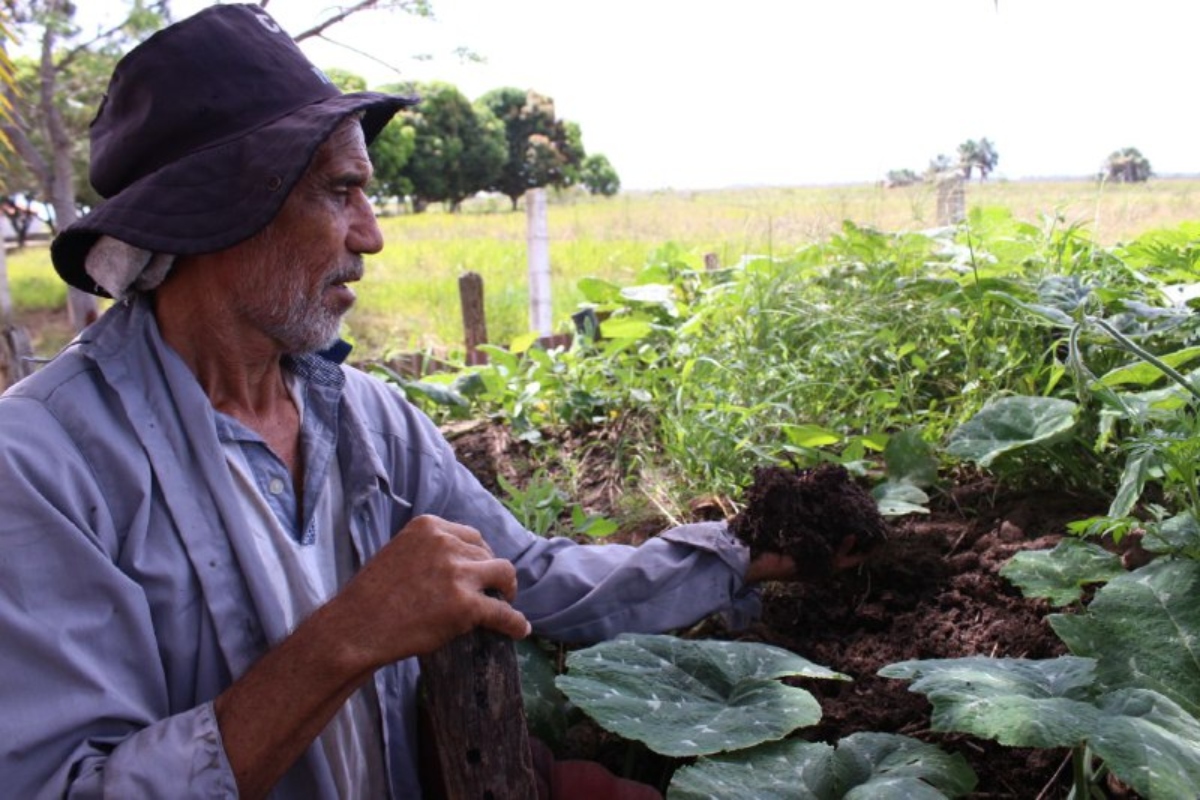 Comunas en Maturín diversifican la producción agrícola