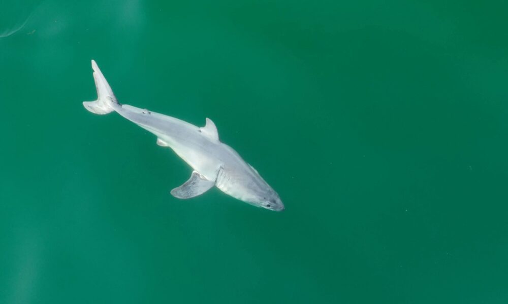 Captan por primera vez un tiburón blanco recién nacido