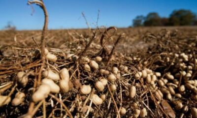 Impulsan producción de maní en Anzoátegui