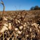 Impulsan producción de maní en Anzoátegui