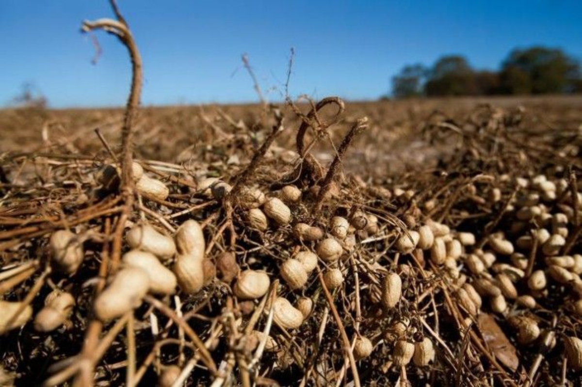 Impulsan producción de maní en Anzoátegui