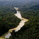 Brasil: Récord en disminución de la deforestación en la Amazonía