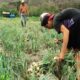 Encuentro con agricultores en Yaracuy fortalece la economía