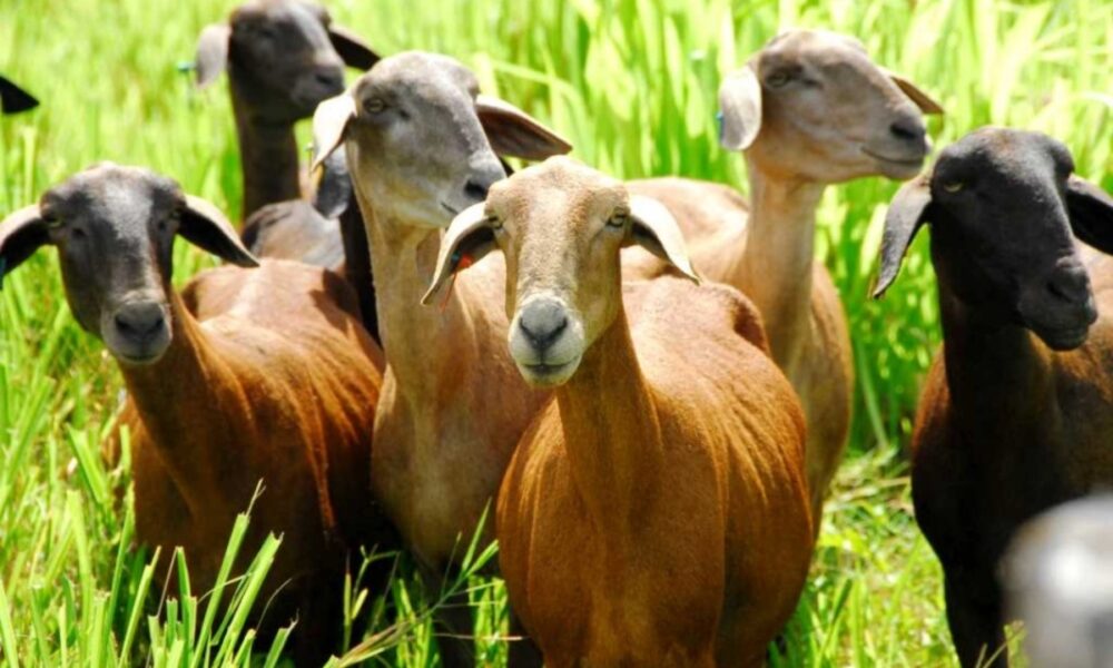 Jóvenes larenses avanzan en la producción ovina y caprina