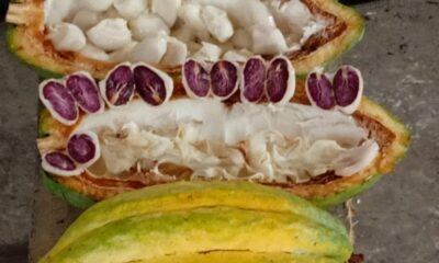 Inicia Plan de Atención para productores de cacao en Barinas