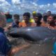 Más de 200 delfines fueron reorientados hasta mar abierto