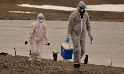 OMS atribuye expansión de gripe aviar al cambio climático