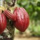 Inicia Plan de Atención de Cacao en estado Sucre