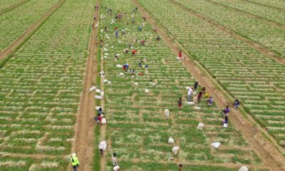 Guárico se posiciona frente a la producción nacional de cebolla