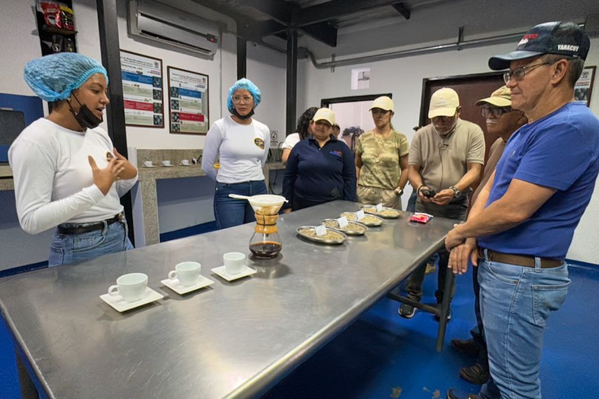 Productores en Yaracuy procesan café de alta calidad