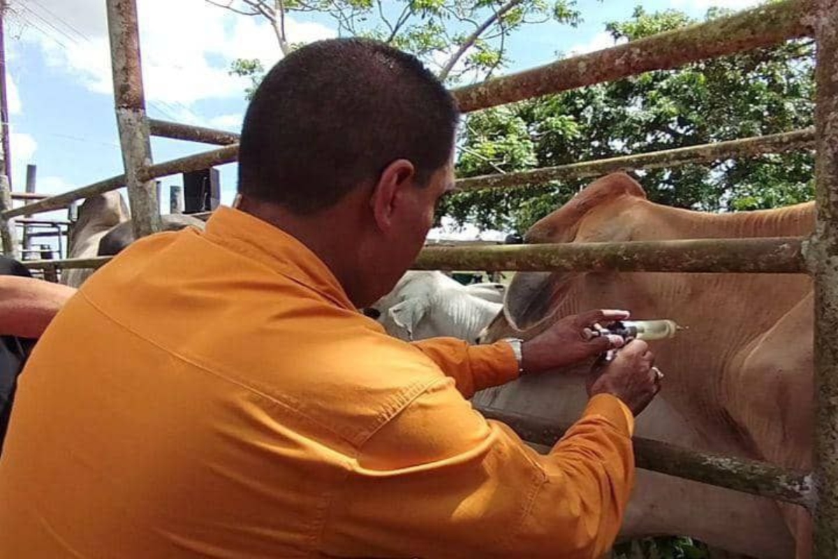 Productores deben vacunar ganado contra la aftosa en Monagas