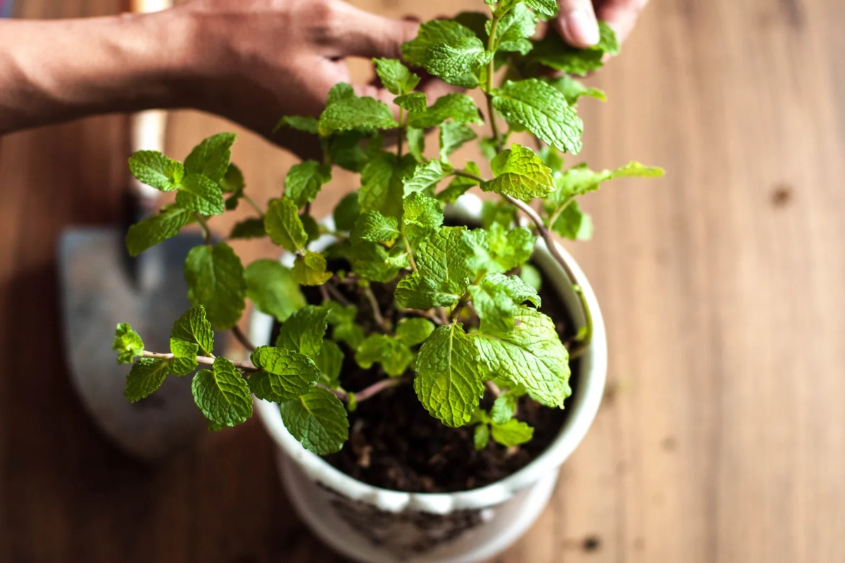 La Mentha Spicata, es una hierba perenne de aroma fresco e intenso, perteneciente a la familia de las Lamiaceae.