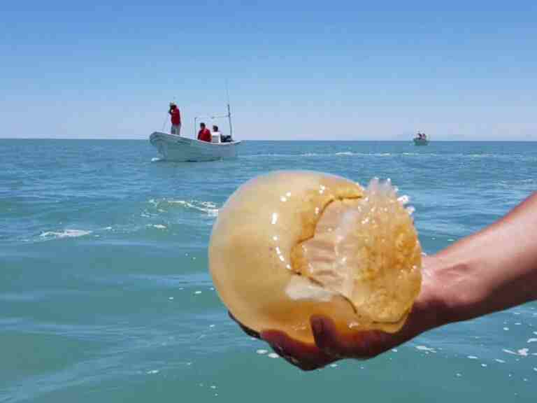 medusas