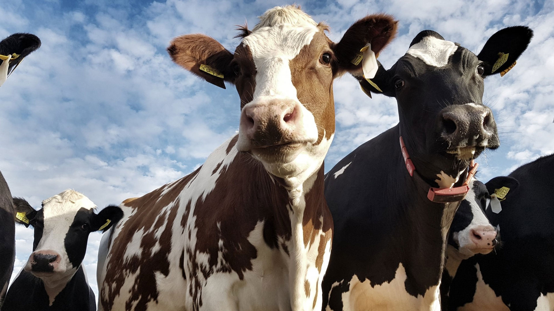 56 ganaderías participan en la Feria Agropecuaria 2025