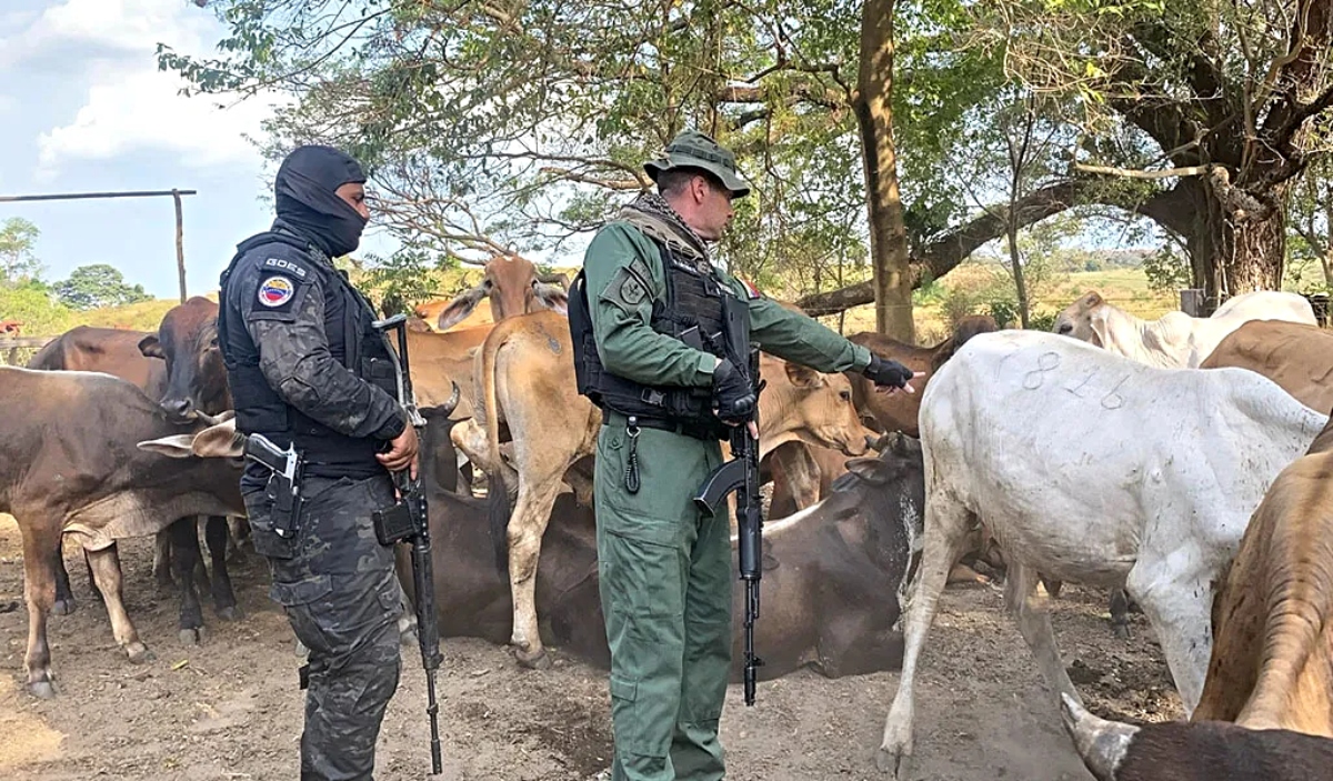 GNB recupera 124 bovinos en la Sierra de Perijá