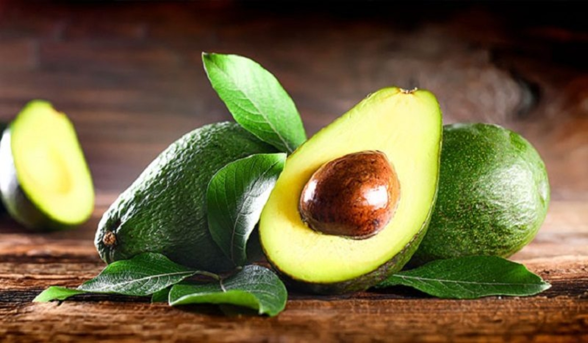 Otorgan primera Indicación Geográfica Protegida al aguacate de Yaracuy