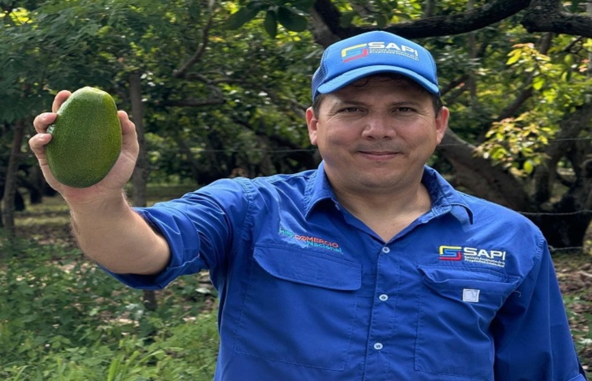 Otorgan primera Indicación Geográfica Protegida al aguacate de Yaracuy