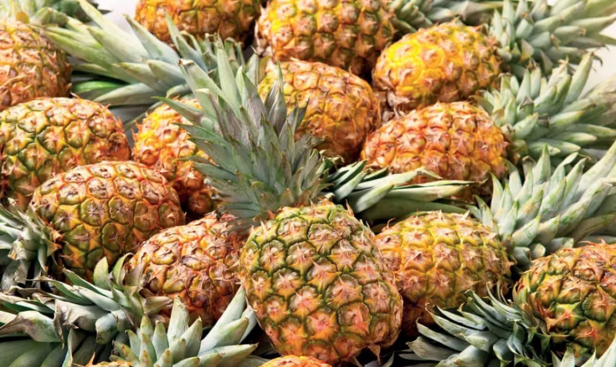 Lara se consolida como región exportadora de Piña