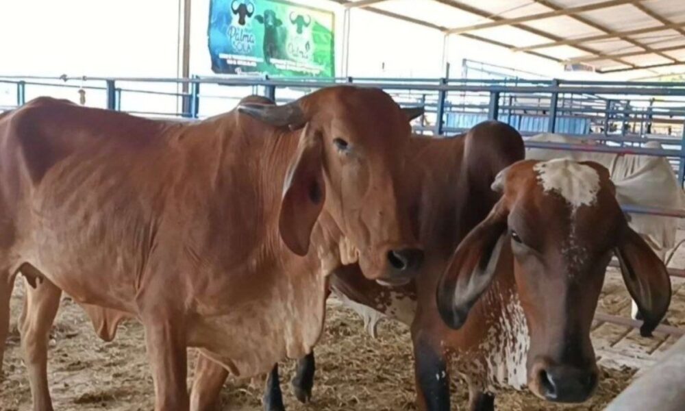 Efectuarán Feria Agroturística en el estado Anzoátegui