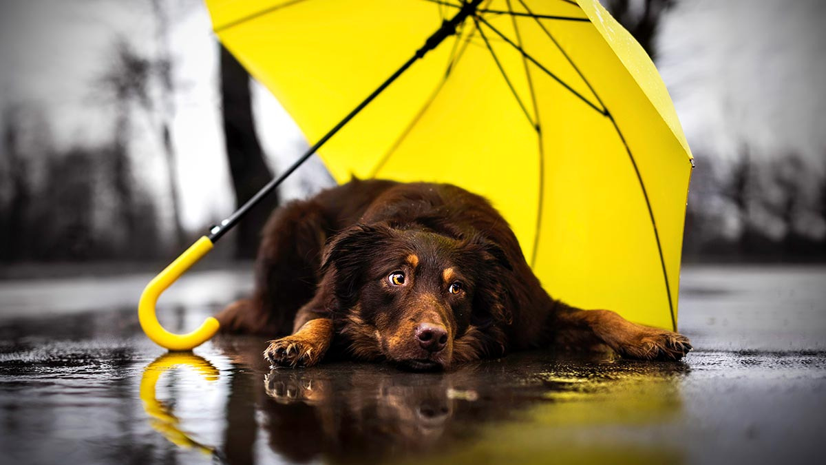 Lluvias constantes elevan porcentaje de parásitos en mascotas