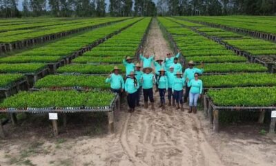 Siembran más de 4 mil plantas de pinos en Monagas