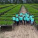 Siembran más de 4 mil plantas de pinos en Monagas