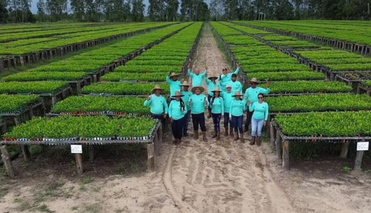 Siembran más de 4 mil plantas de pinos en Monagas