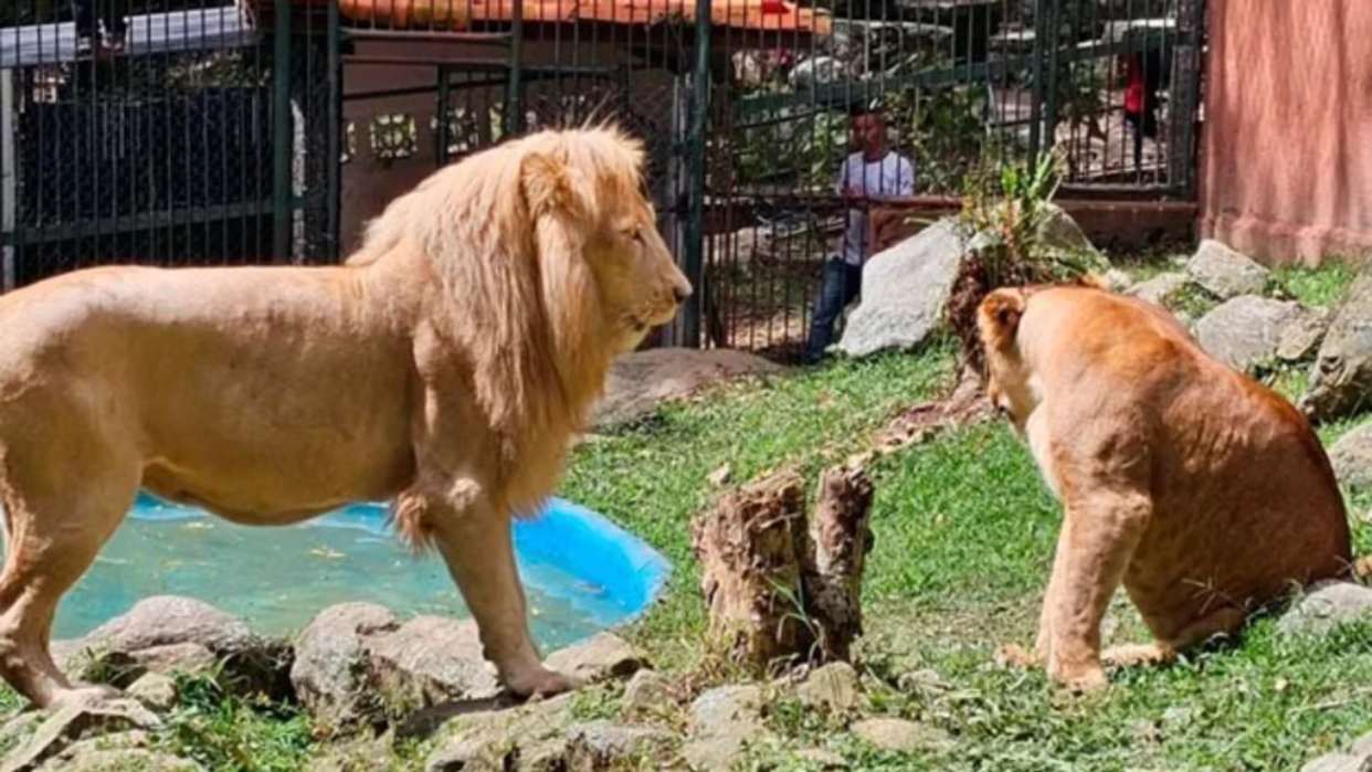 El Zoológico Chorros de Milla celebra el nacimiento de tres leoncitos en Mérida