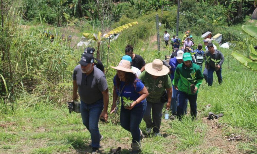 Recuperan áreas degradadas con plantación de 74 mil árboles