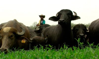 búfalo