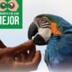 Inicia campaña formativa en protección de la fauna silvestre