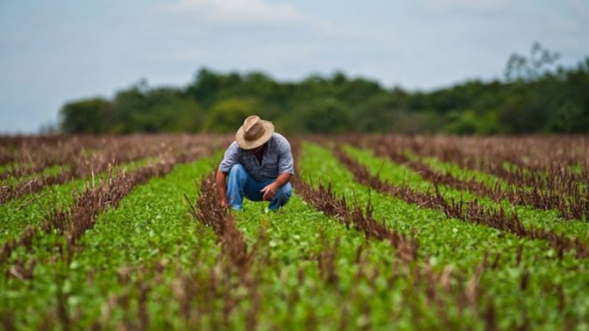 Sector agrícola creció 8,6% en 2025