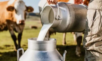Industria láctea prevé exportación de productos bufalinos en 2026