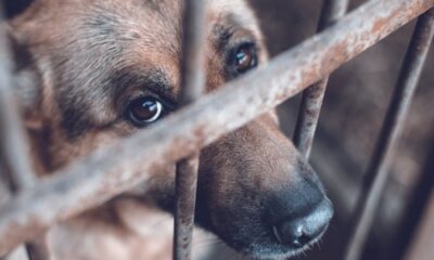 Este jueves consignan documento ante la AN por la incorporación del maltrato animal como delito