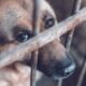 Este jueves consignan documento ante la AN por la incorporación del maltrato animal como delito