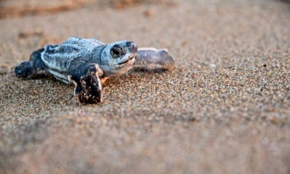 Autoridades toman medidas para proteger las tortugas