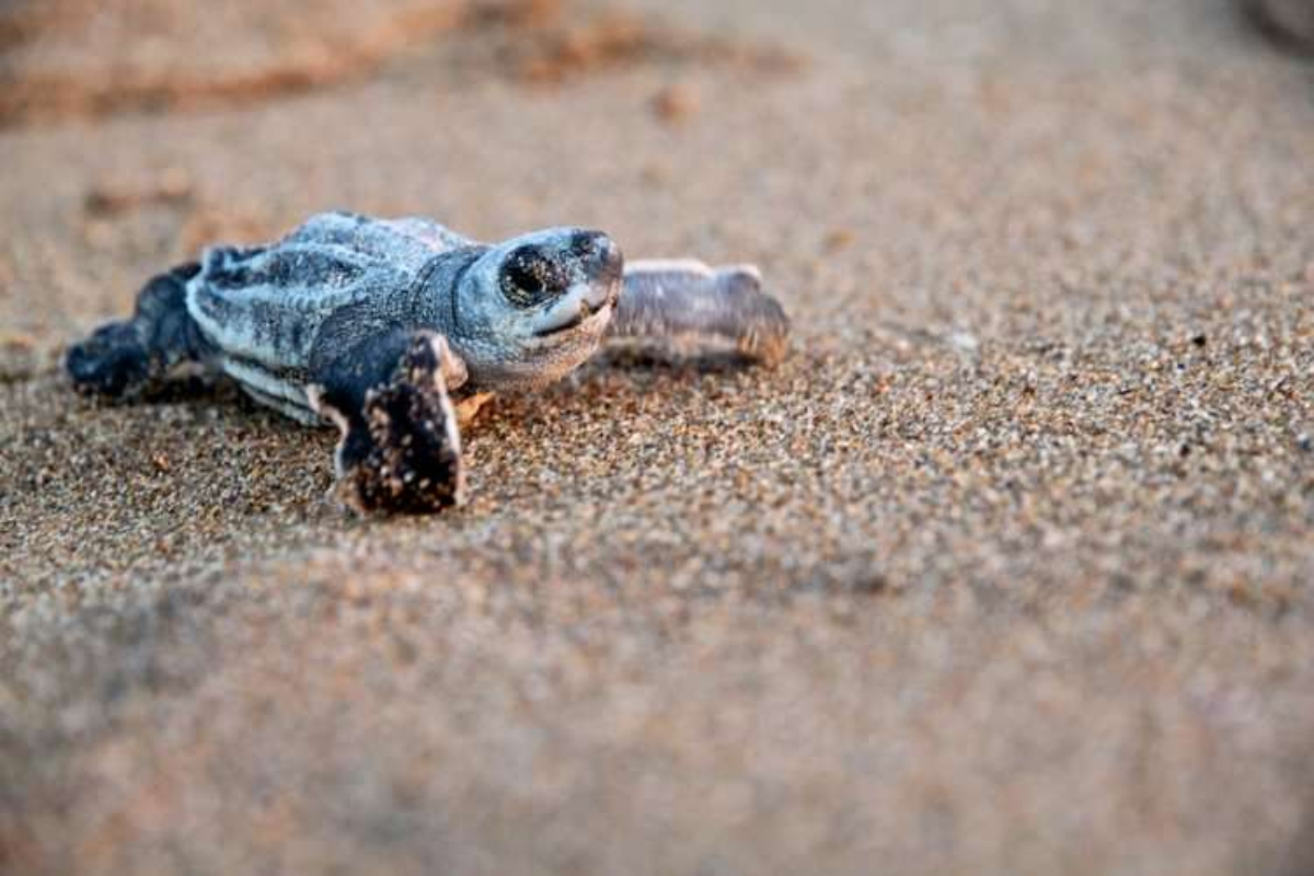 Autoridades toman medidas para proteger las tortugas
