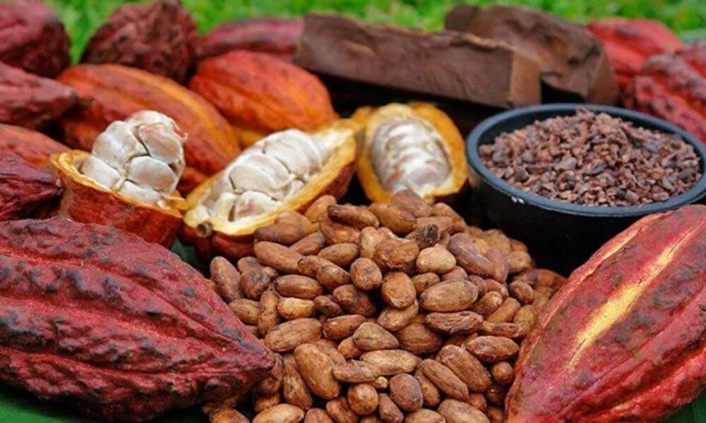 Cacao venezolano será homenajeado en festival de Francia