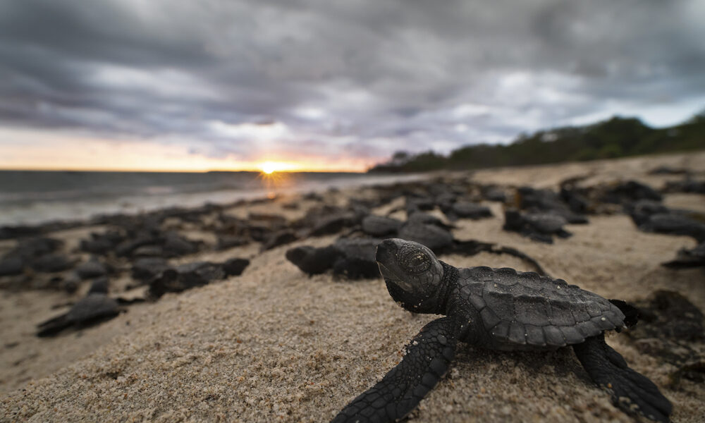 Impulsan leyes para proteger tortugas marinas y uveros de playa en La Guaira