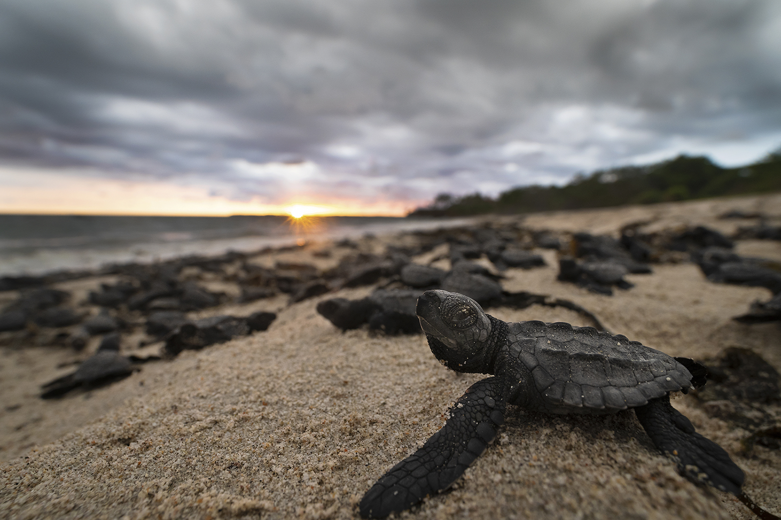 Impulsan leyes para proteger tortugas marinas y uveros de playa en La Guaira